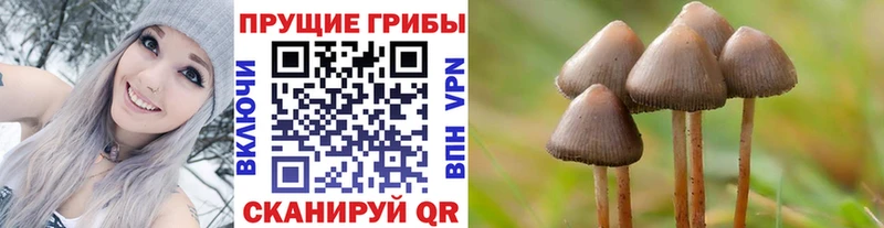 Псилоцибиновые грибы Psilocybe  Купить  Питкяранта 